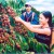 Phát triển cà phê Việt Nam theo hướng bền vững